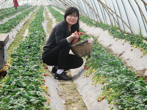 长丰摘草莓08.jpg