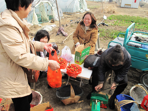 长丰摘草莓23.jpg